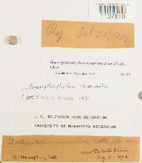 Bryoerythrophyllum recurvirostrum image