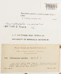 Bryoerythrophyllum recurvirostrum image