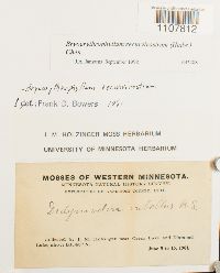 Bryoerythrophyllum recurvirostrum image