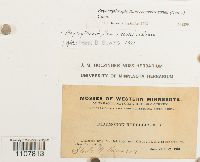 Bryoerythrophyllum recurvirostrum image