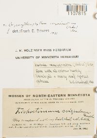 Bryoerythrophyllum recurvirostrum image