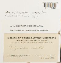 Bryoerythrophyllum recurvirostrum image