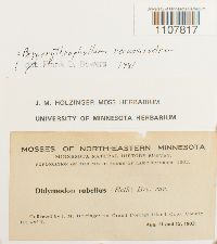 Bryoerythrophyllum recurvirostrum image