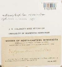 Bryoerythrophyllum recurvirostrum image