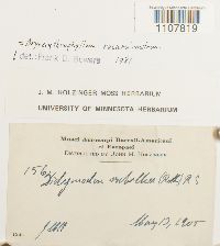 Bryoerythrophyllum recurvirostrum image