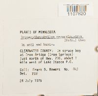 Bryoerythrophyllum recurvirostrum image