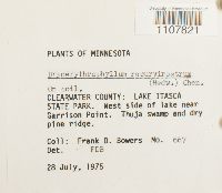 Bryoerythrophyllum recurvirostrum image