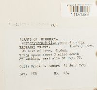 Bryoerythrophyllum recurvirostrum image