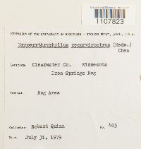 Bryoerythrophyllum recurvirostrum image