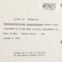 Bryoerythrophyllum recurvirostrum image