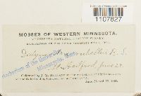 Bryoerythrophyllum recurvirostrum image