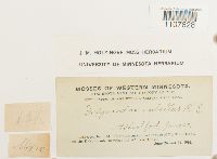 Bryoerythrophyllum recurvirostrum image