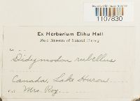 Bryoerythrophyllum recurvirostrum image