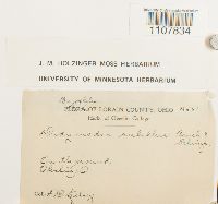 Bryoerythrophyllum recurvirostrum image