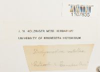 Bryoerythrophyllum recurvirostrum image