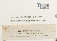 Bryoerythrophyllum recurvirostrum image