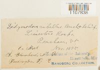 Bryoerythrophyllum recurvirostrum image