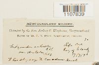 Bryoerythrophyllum recurvirostrum image