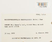 Bryoerythrophyllum recurvirostrum image