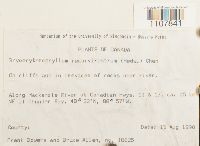 Bryoerythrophyllum recurvirostrum image