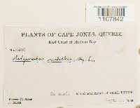 Bryoerythrophyllum recurvirostrum image