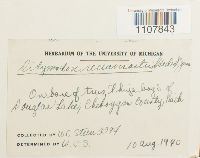 Bryoerythrophyllum recurvirostrum image