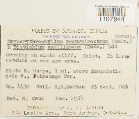 Bryoerythrophyllum recurvirostrum image