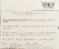 Bryoerythrophyllum recurvirostrum image