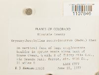 Bryoerythrophyllum recurvirostrum image