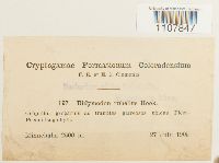 Bryoerythrophyllum recurvirostrum image