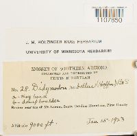 Bryoerythrophyllum recurvirostrum image