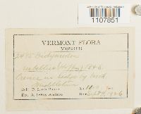 Bryoerythrophyllum recurvirostrum image