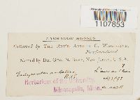 Bryoerythrophyllum recurvirostrum image