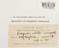 Bryoerythrophyllum recurvirostrum image