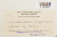 Bryoerythrophyllum recurvirostrum image