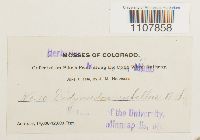 Bryoerythrophyllum recurvirostrum image