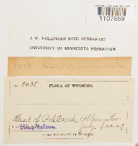 Bryoerythrophyllum recurvirostrum image