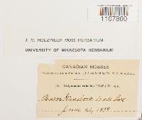 Bryoerythrophyllum recurvirostrum image