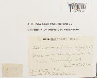 Bryoerythrophyllum recurvirostrum image