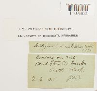 Bryoerythrophyllum recurvirostrum image