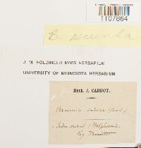 Braunia secunda image