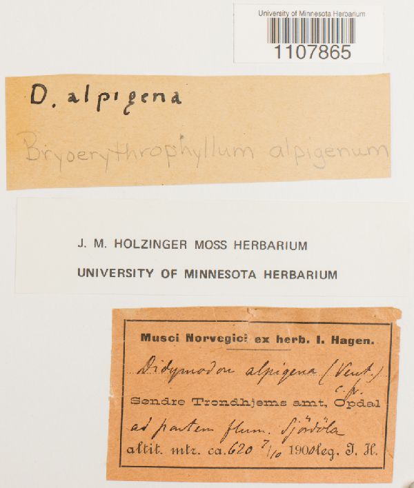 Bryoerythrophyllum recurvirostre image