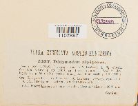 Bryoerythrophyllum recurvirostre image