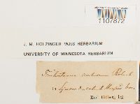 Bryoerythrophyllum recurvirostrum image