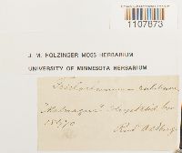 Bryoerythrophyllum recurvirostrum image