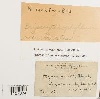 Bryoerythrophyllum recurvirostrum image