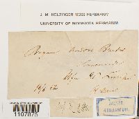 Bryoerythrophyllum recurvirostrum image