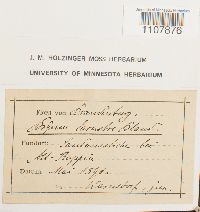 Bryoerythrophyllum recurvirostrum image