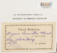 Bryoerythrophyllum recurvirostrum image