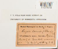 Bryoerythrophyllum recurvirostrum image